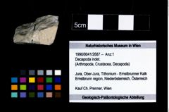Foto (Objekt + Etikett) von Decapoda indet.  (NHMW-GEO-1990-0041-2687)
